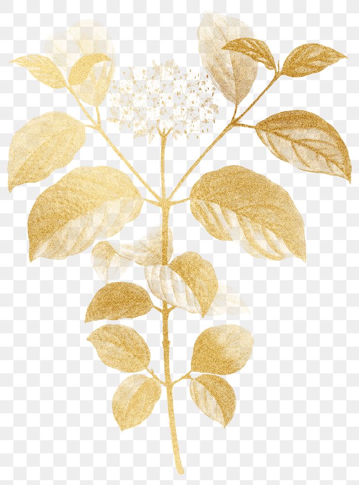 Gold flower png dogwood sticker, transparent background