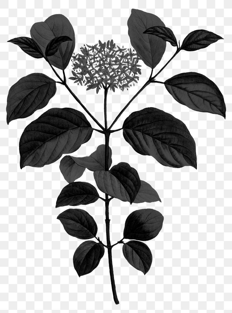 Black flower png dogwood sticker, transparent background