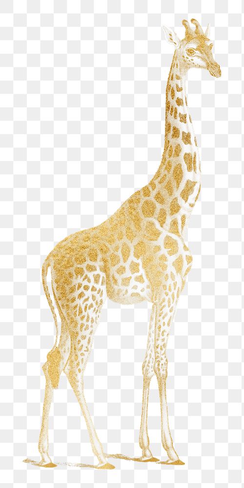 Gold giraffe png animal sticker, transparent background