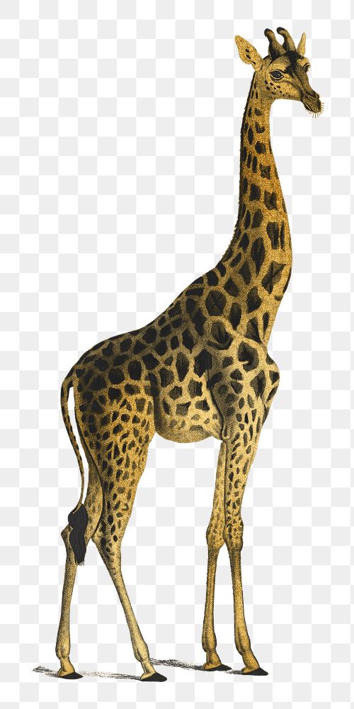 Gold giraffe png animal sticker, transparent background