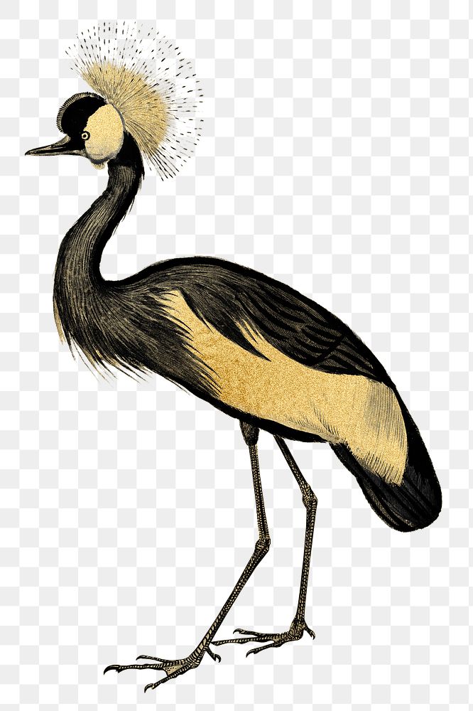 Gold crown crane png sticker, transparent background