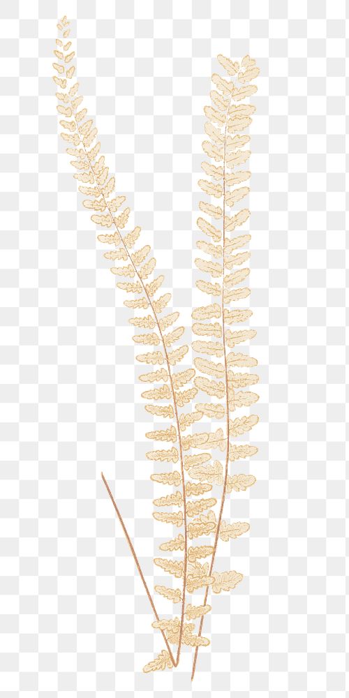 Fern leaf png gold sticker, transparent background