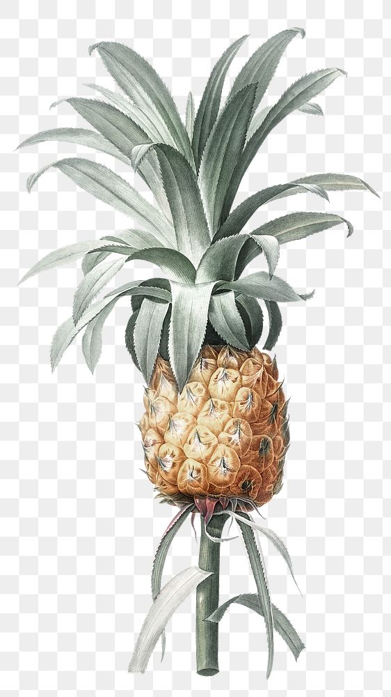 Pineapple drawing png sticker, transparent background