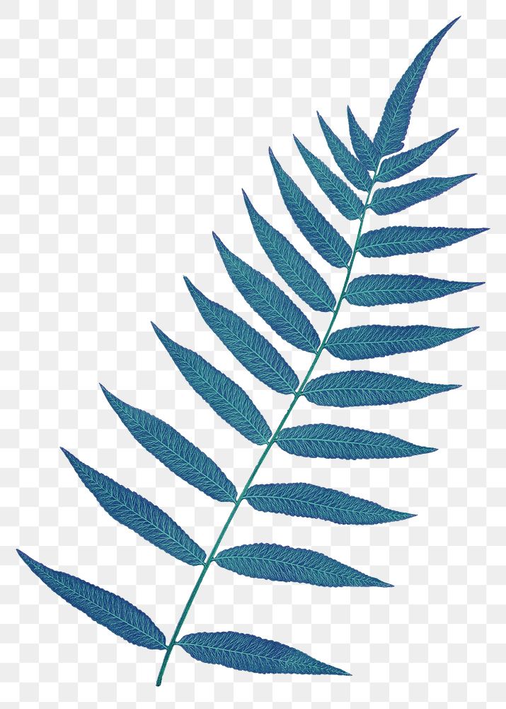 Fern leaf png polypodium fraxinifolium sticker, transparent background