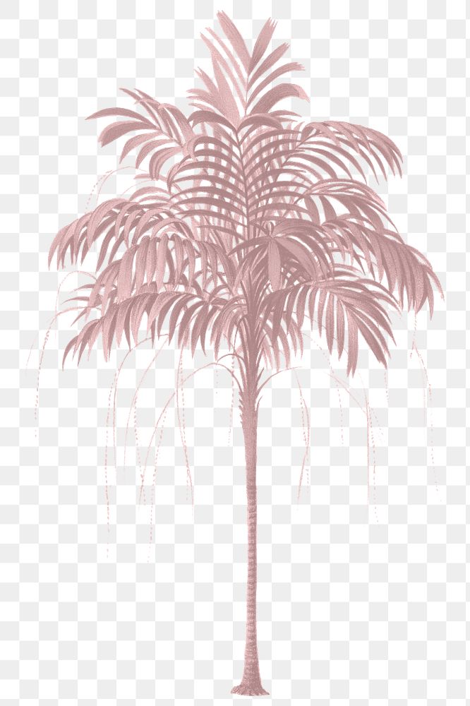 Palm tree png red plant sticker, transparent background
