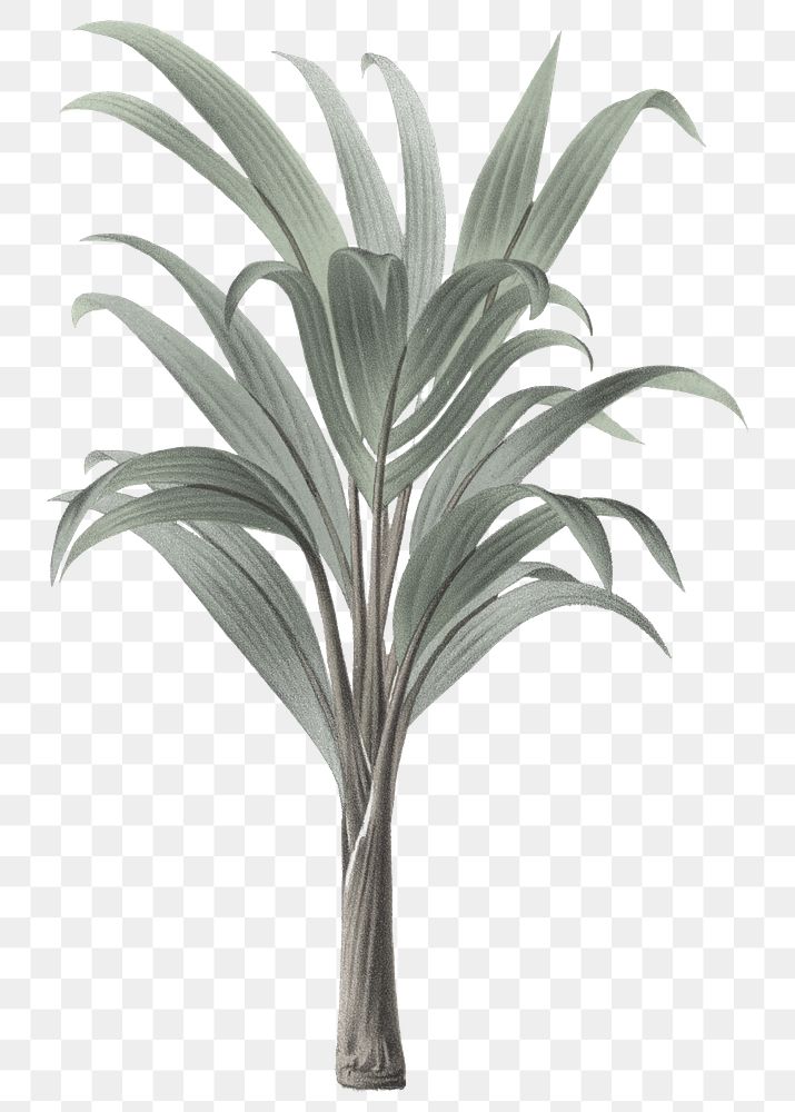 Palm tree png tropical sticker, transparent background