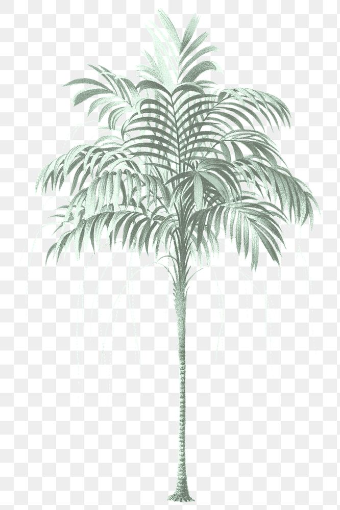 PNG vintage palm tree sticker, transparent background