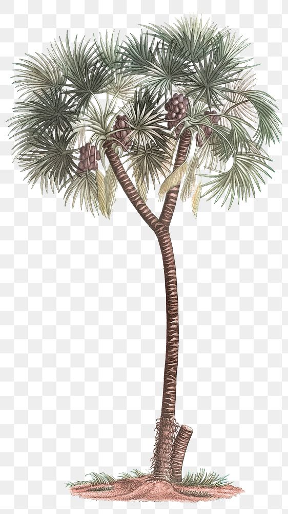 Date palm png vintage plant sticker, transparent background