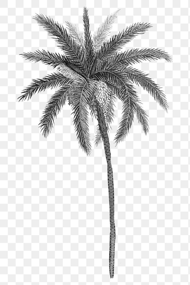 PNG black palm tree sticker, transparent background