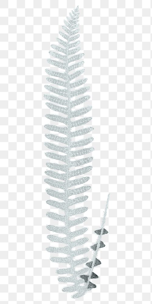 Fern leaf png vintage botanical sticker, transparent background