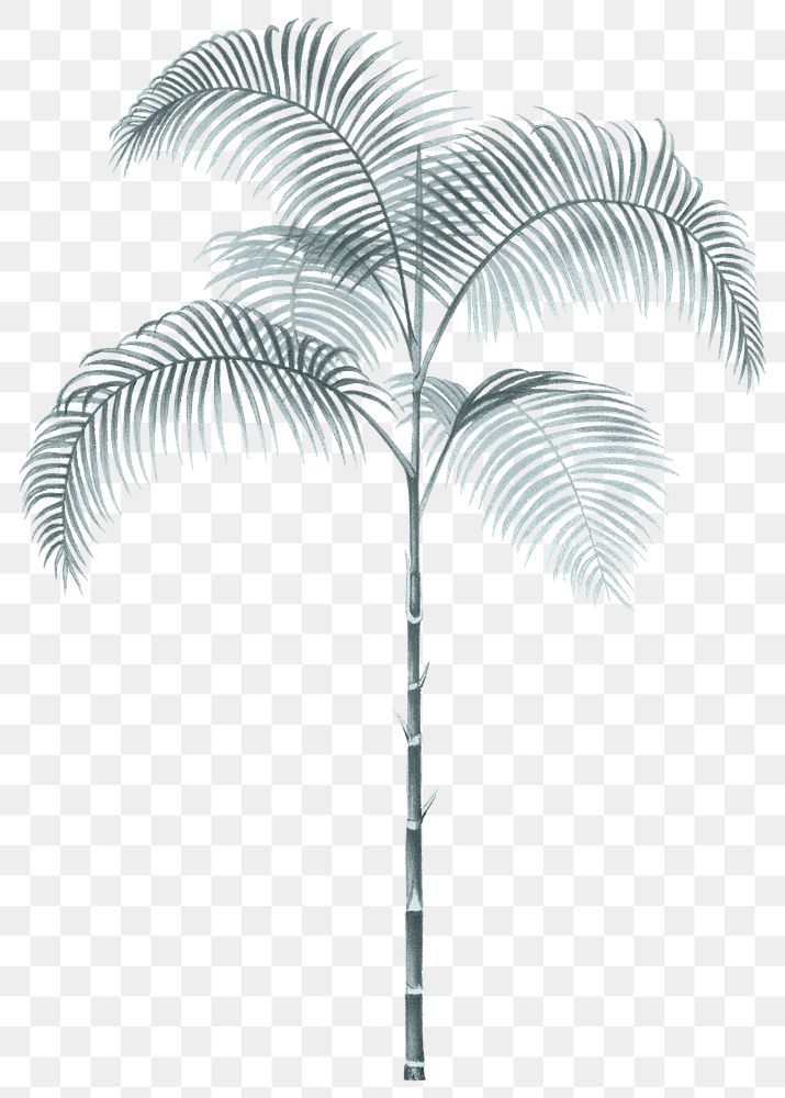 Palm tree png tropical sticker, transparent background