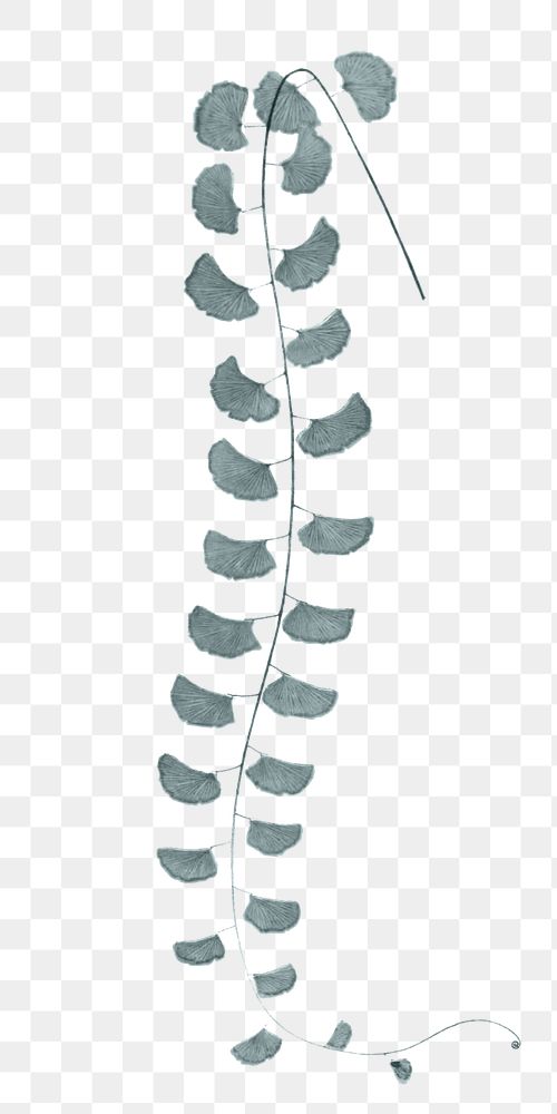Leaf png walking maidenhair fern sticker, transparent background