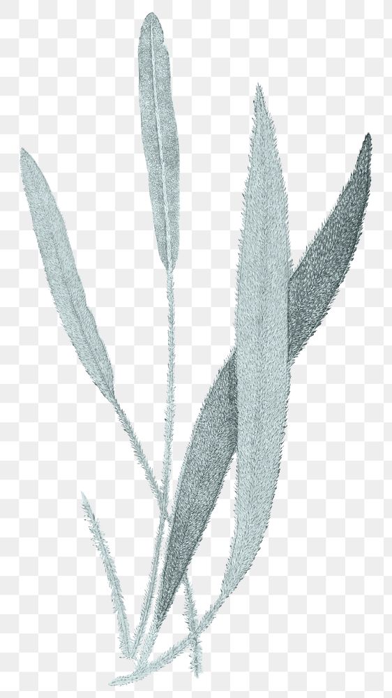 Fern leaf png acrostichum cuspidatum sticker, transparent background