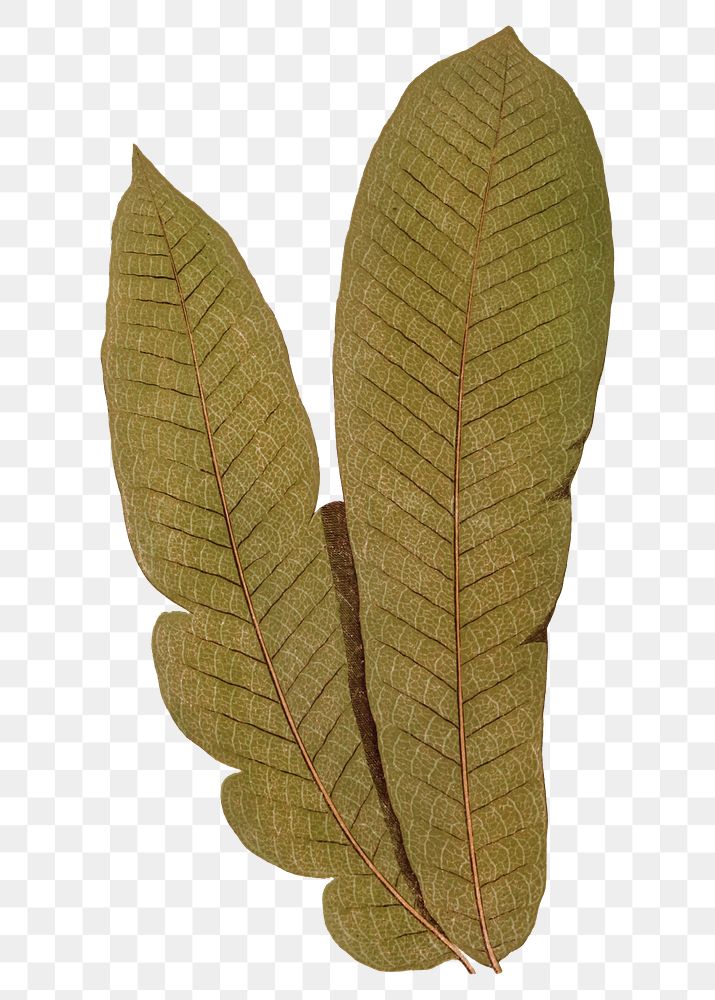 Fern leaf png vintage botanical sticker, transparent background