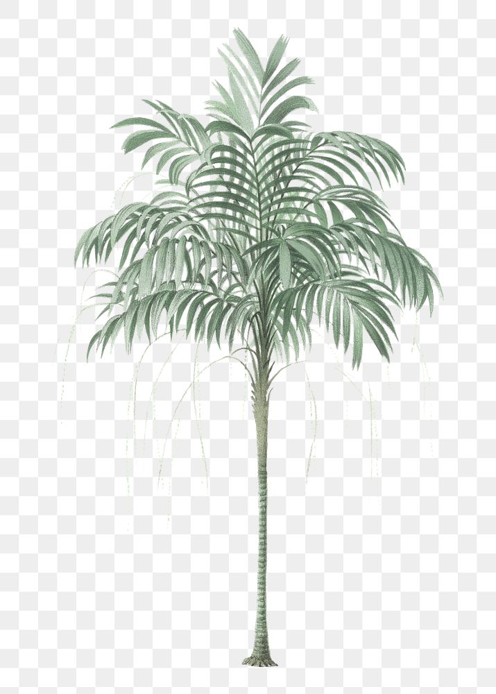 PNG vintage palm tree sticker, transparent background