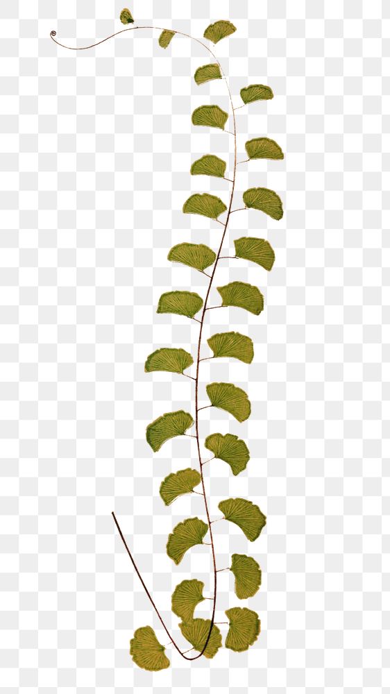 Leaf drawing png walking maidenhair fern sticker, transparent background