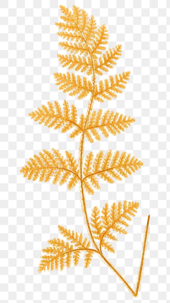 Yellow fern png vintage botanical sticker, transparent background