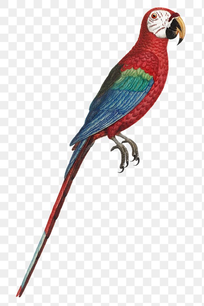 Scarlet macaw png bird sticker, transparent background