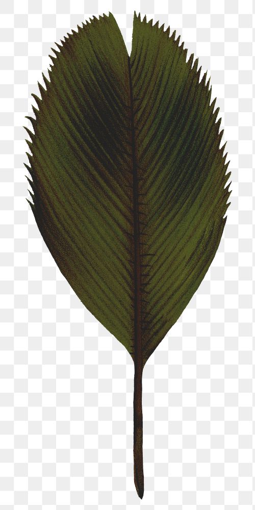 Palm leaf png vintage plant sticker, transparent background