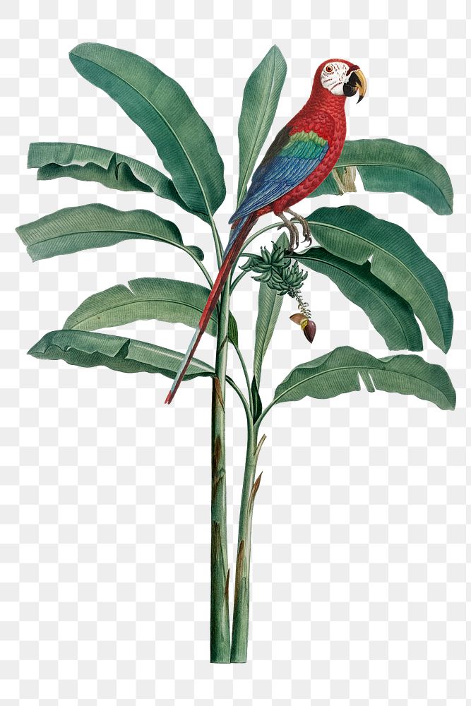 Scarlet macaw  bird png sticker, transparent background
