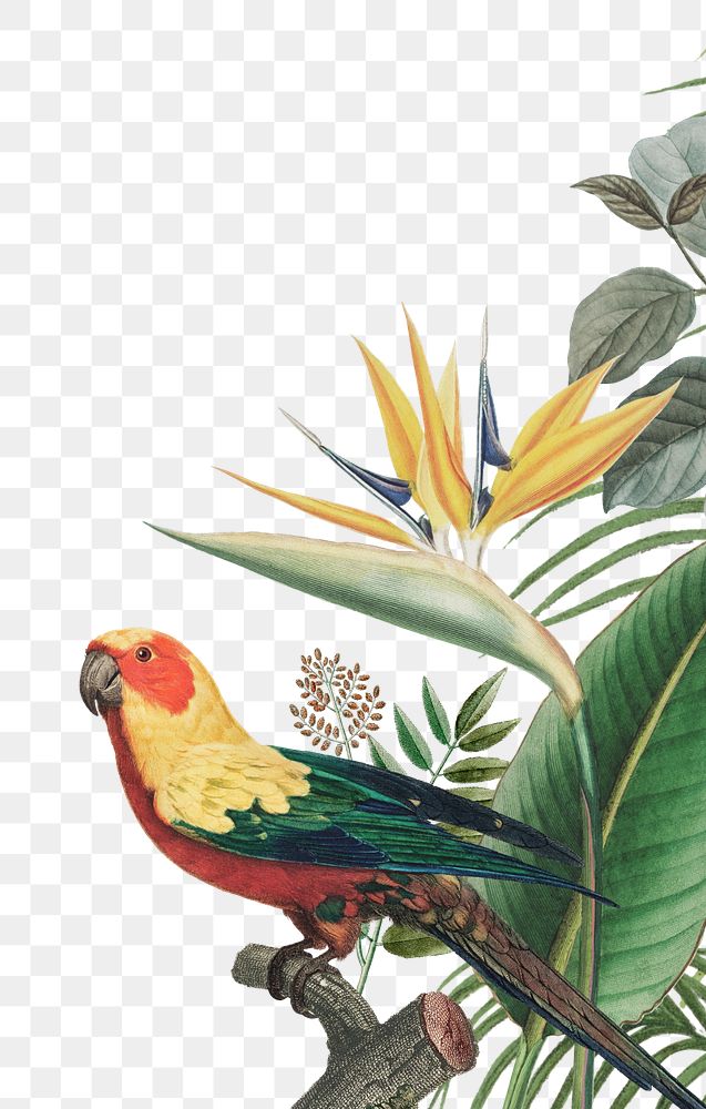 Sun parakeet png bird border, transparent background