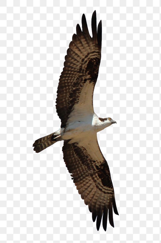 Osprey bird png animal  sticker, transparent background
