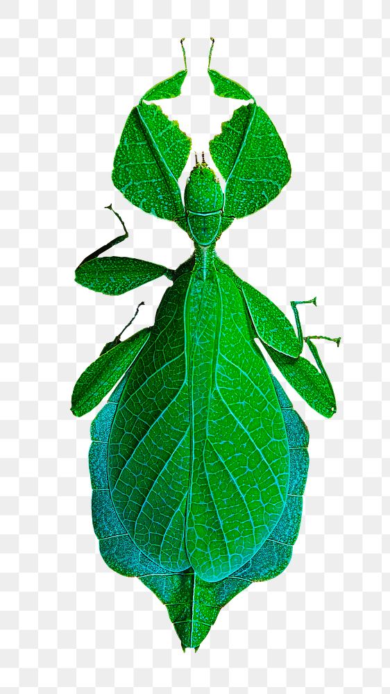 Leaf bug insect png sticker, transparent background