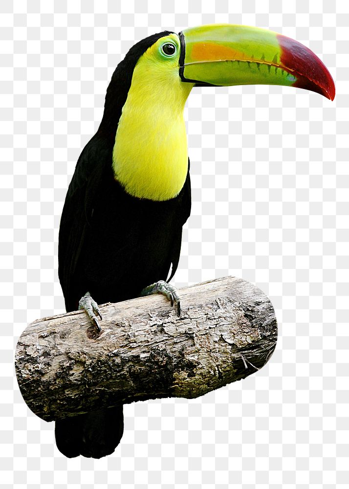 Toucan bird png sticker, transparent background