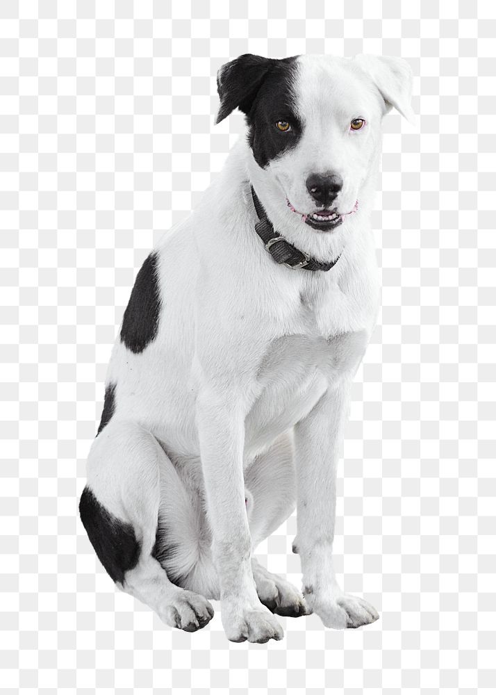 Black & white dog png sticker, transparent background
