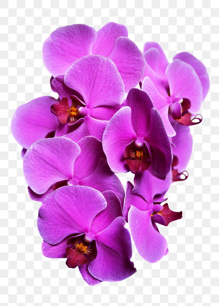 Purple orchid png sticker, transparent background