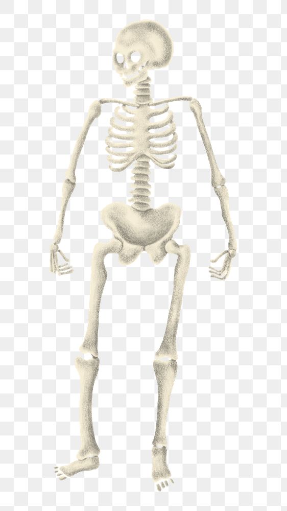 Human skeleton png sticker, festive Halloween illustration, transparent background