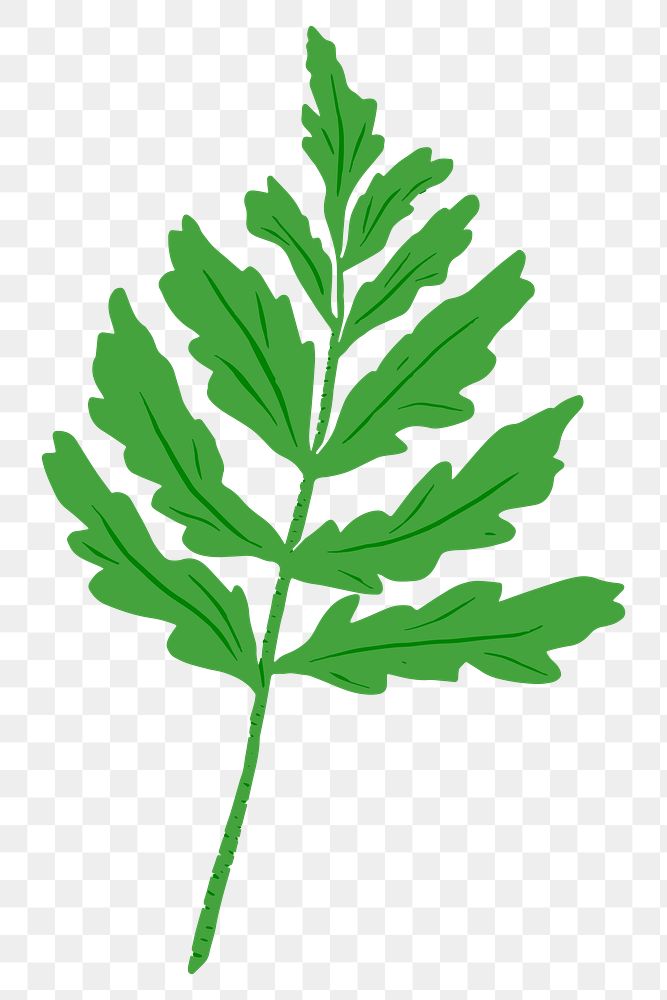 Green leaf png illustration sticker, transparent background