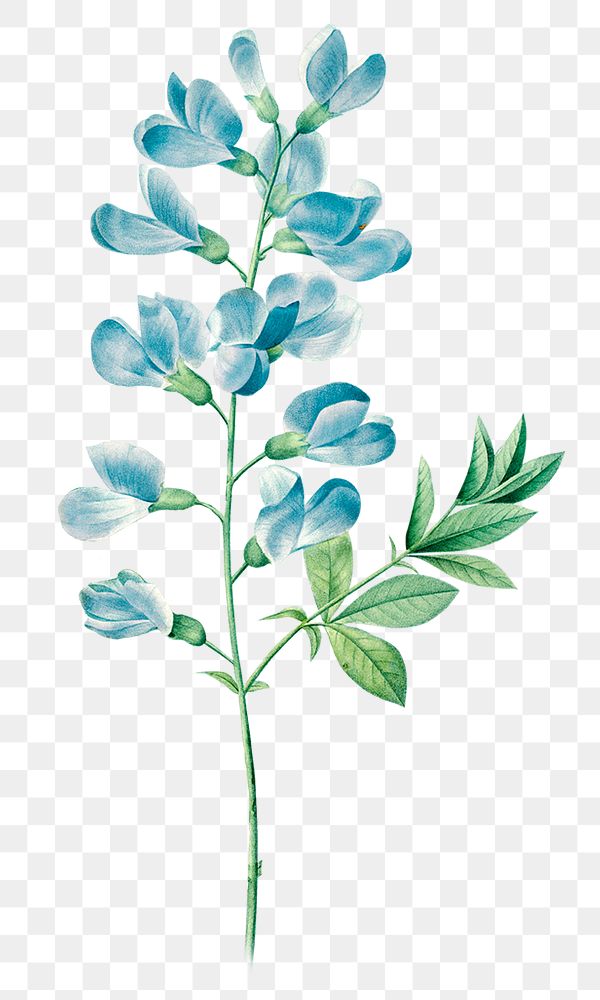Blue sweet pea png vintage flower sticker, painting by Pierre Joseph Redouté on transparent background. Remixed by rawpixel.