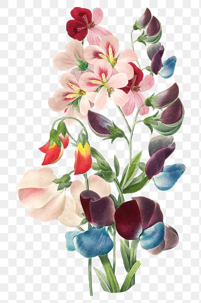 Sweet pea png vintage flower sticker, painting by Pierre Joseph Redouté on transparent background. Remixed by rawpixel.