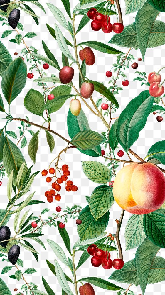 Fruit pattern png vintage sticker, painting by Pierre Joseph Redouté on transparent background. Remixed by rawpixel.
