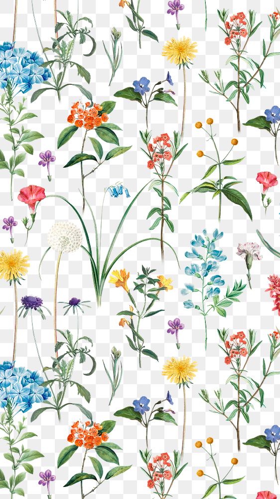 PNG vintage Spring flower sticker, painting by Pierre Joseph Redouté on transparent background. Remixed by rawpixel.