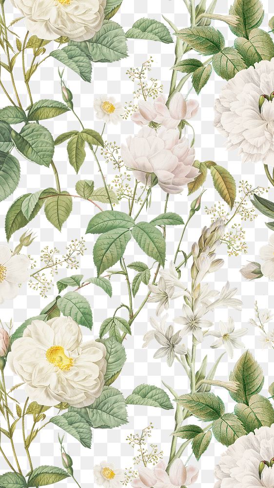 PNG white rose pattern sticker, painting by Pierre Joseph Redouté on transparent background. Remixed by rawpixel.