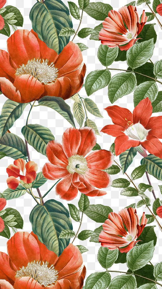 PNG red flower pattern sticker, painting by Pierre Joseph Redouté on transparent background. Remixed by rawpixel.