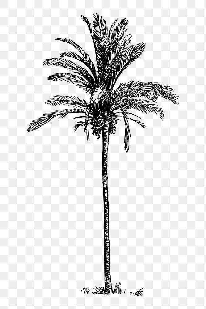 PNG Palm tree clipart, transparent background. Free public domain CC0 image.