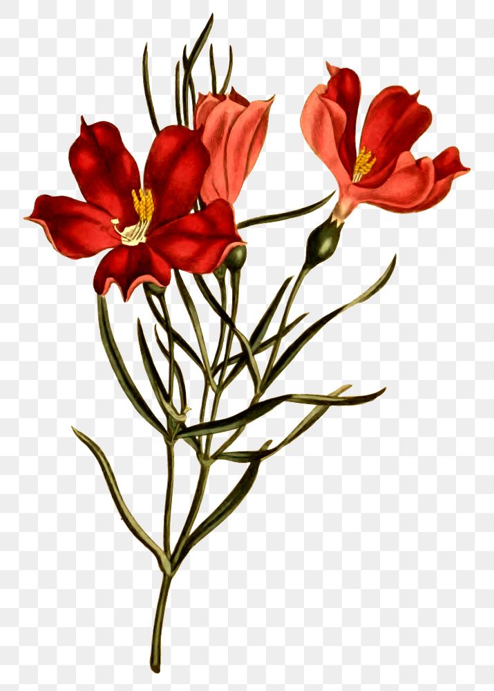 Red flower png illustration, transparent background. Free public domain CC0 image.