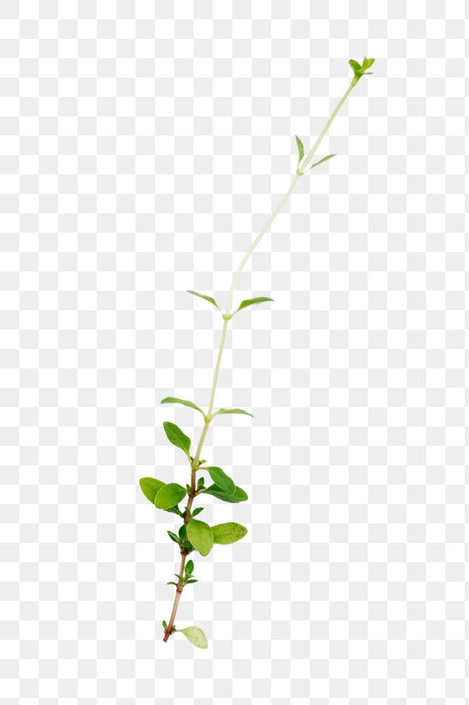 Small plant png sticker isolated image, transparent background