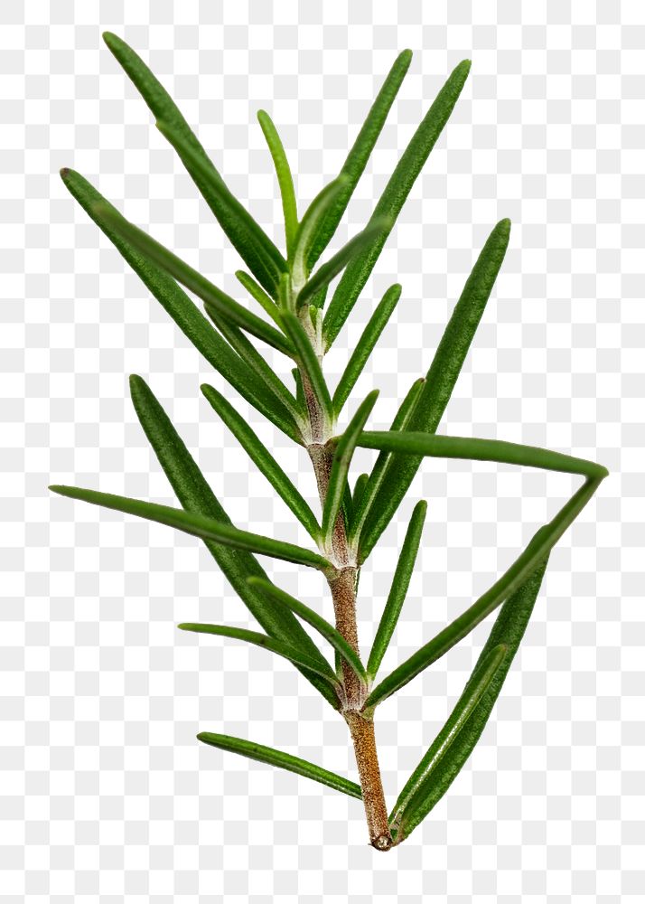 Rosemary herb png sticker, transparent background