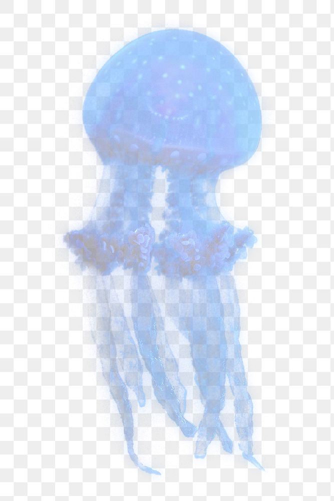 Jellyfish png sticker, transparent background