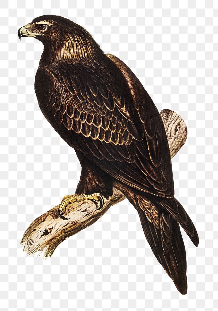 Wedge-tailed eagle png sticker, vintage bird on transparent background