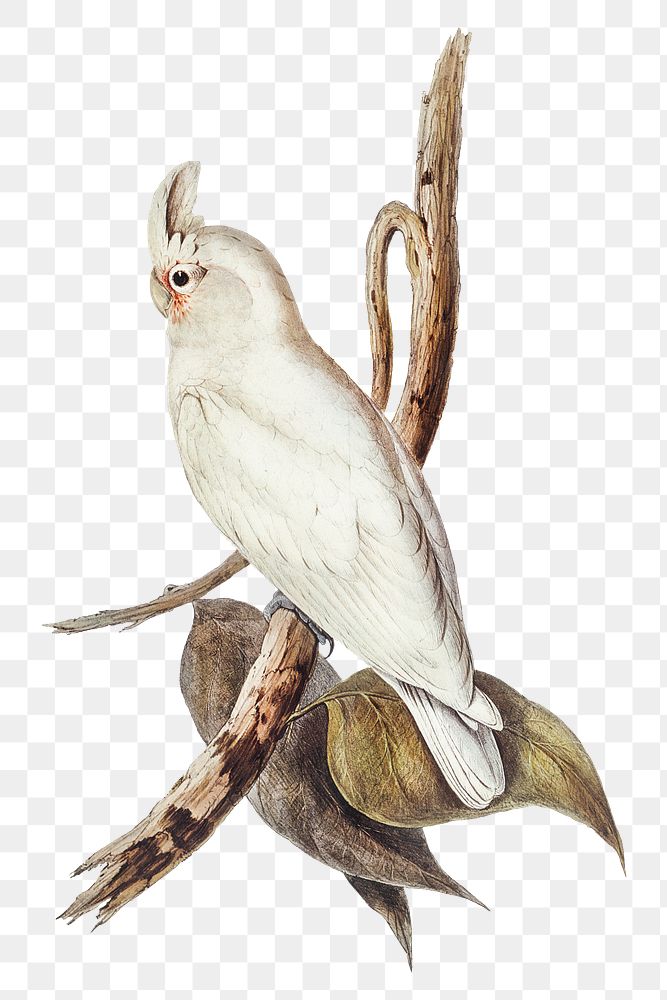 Blood-stained cockatoo png bird sticker, transparent background