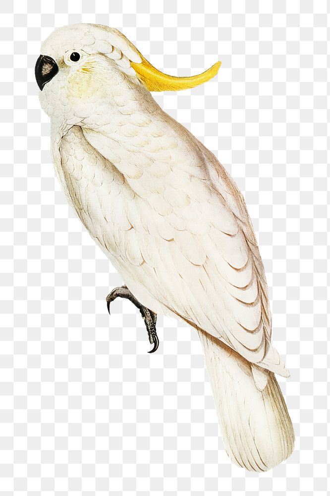 Crested cockatoo png bird sticker, transparent background