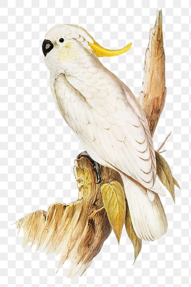 Crested cockatoo png bird sticker, transparent background