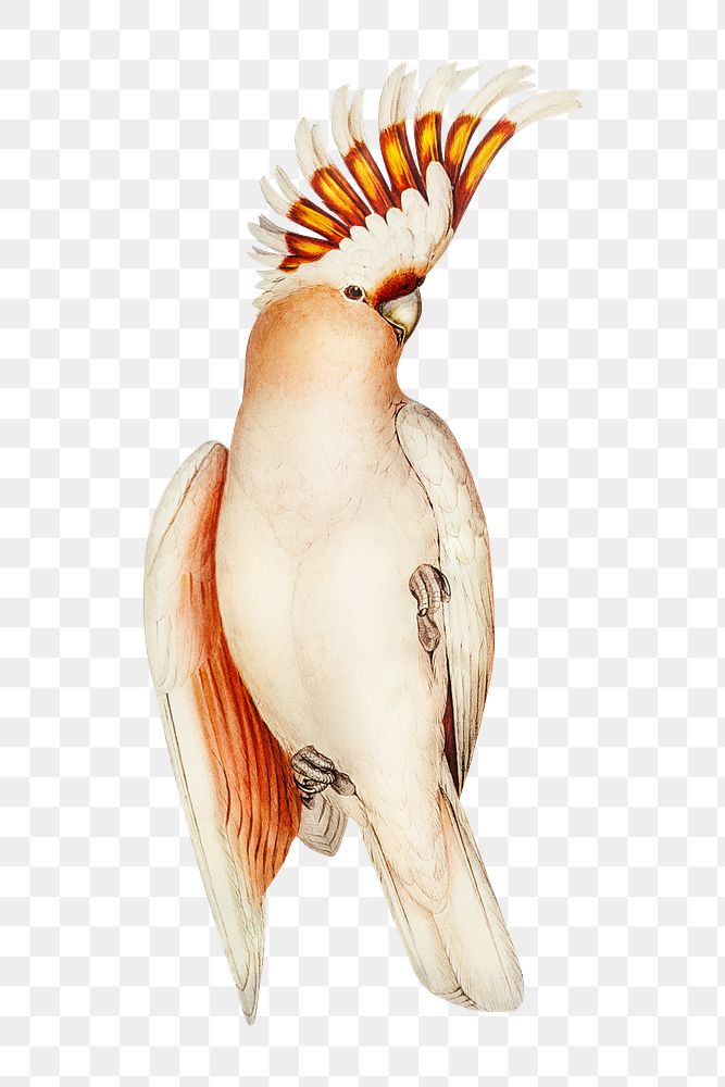 Leadbeater's cockatoo png sticker, vintage bird on transparent background