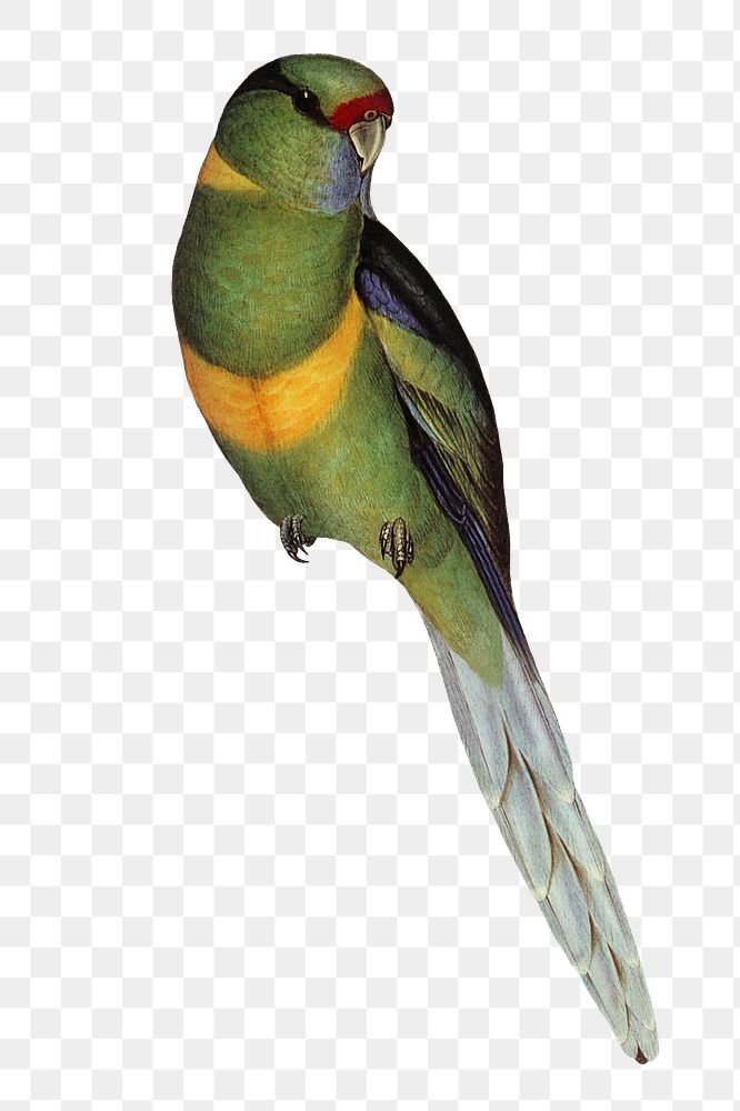 Barnard's parakeet png bird sticker, transparent background