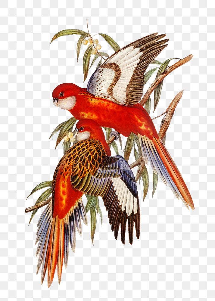 Fiery parakeet png bird sticker, transparent background